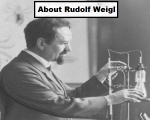 Rudolf Weigl